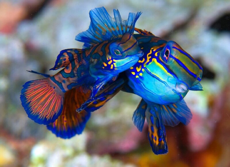 Two mandarinfish swimming