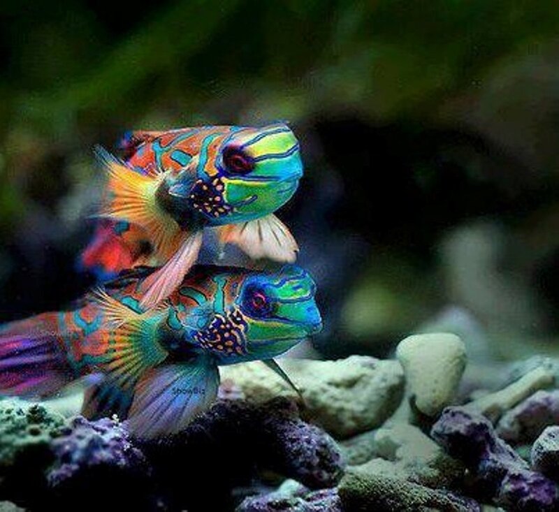 Two Mandarinfish