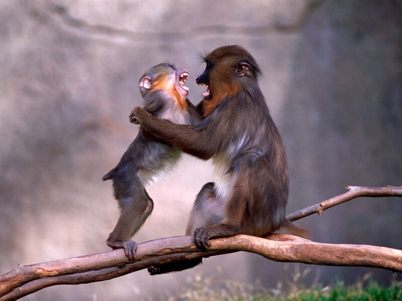 Two Mandrill Monkeys