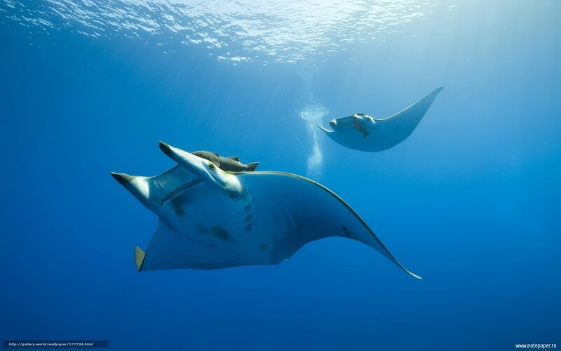 Two Manta Rays Swimming — Blue, Serene, Photograph