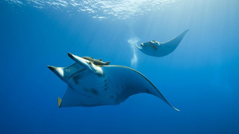 Two Manta Rays Swimming — Blue, Serene