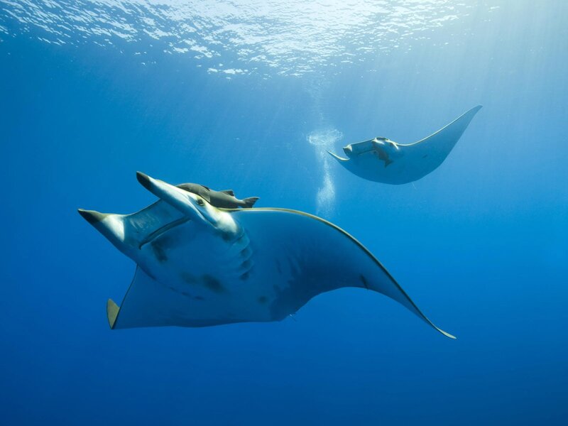 Two Manta Rays Swimming — Blue