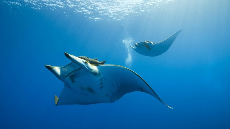 Two Manta Rays Swimming