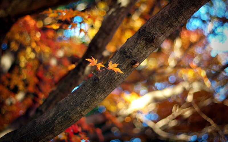 Two Maple Leaves on Branch — Orange, Serene