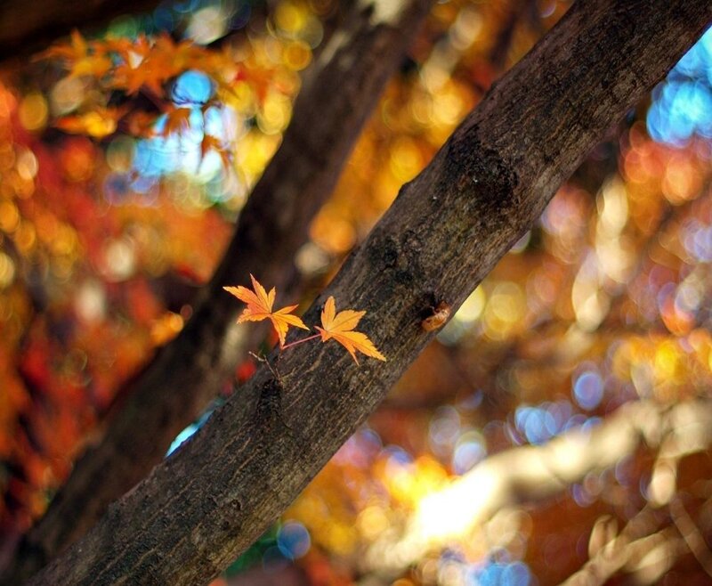 Two Maple Leaves on Branch — Orange