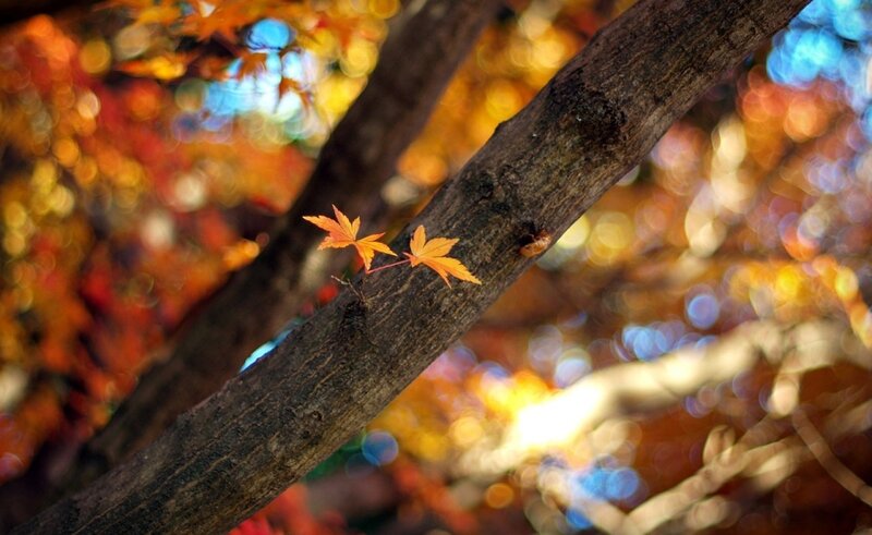 Two Maple Leaves on Branch
