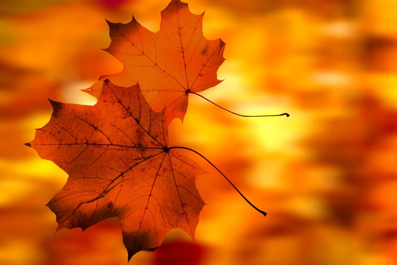 Two Maple Leaves — Orange