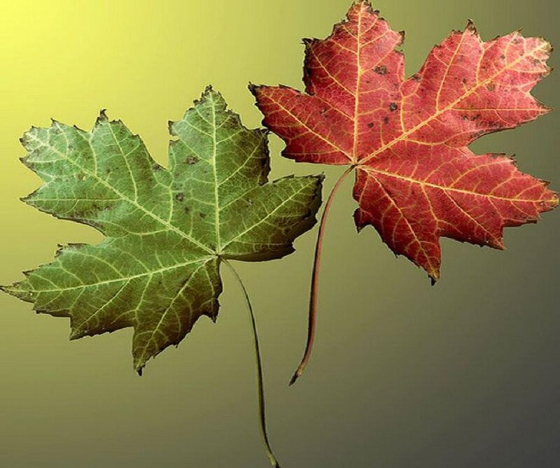 Two Maple Leaves