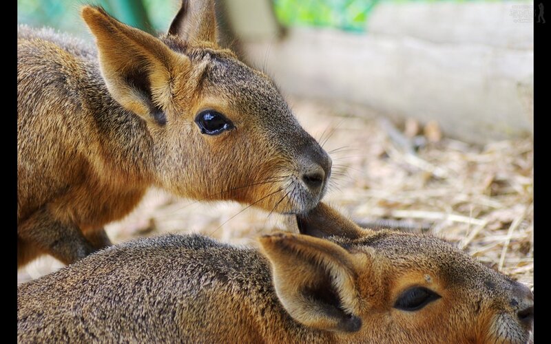 Two Maras Grooming