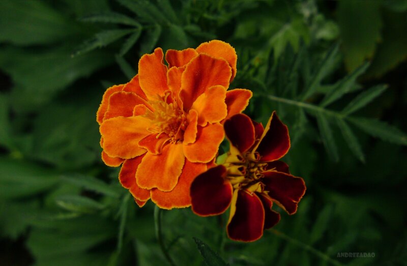 Two Marigold Flowers