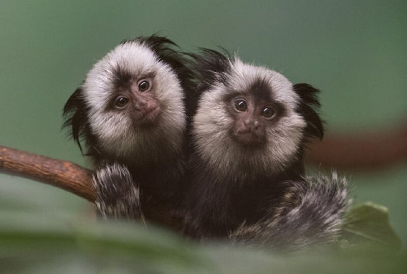 Two Marmoset Monkeys — Green, Calm
