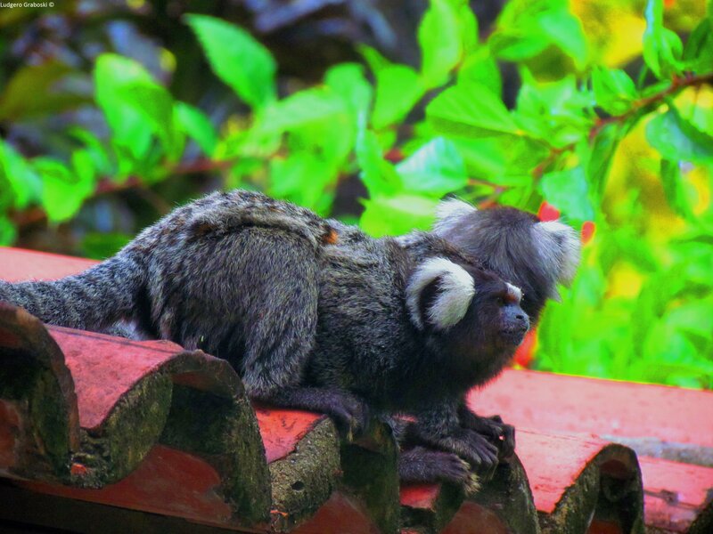 Two Marmoset Monkeys — Green, Natural