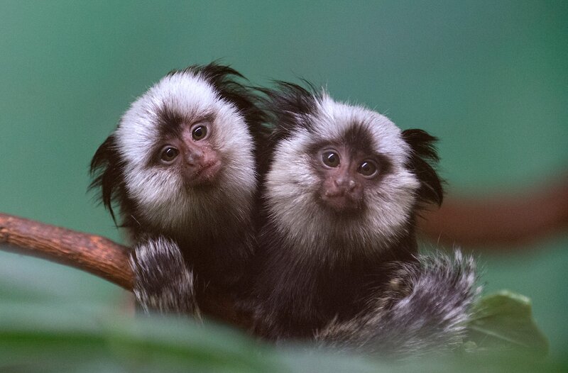Two Marmoset Monkeys — Green