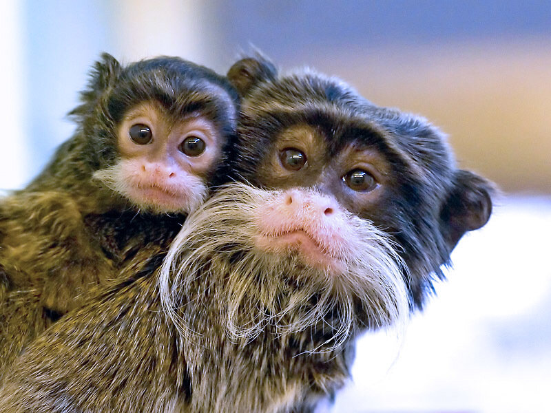 Two marmoset monkeys