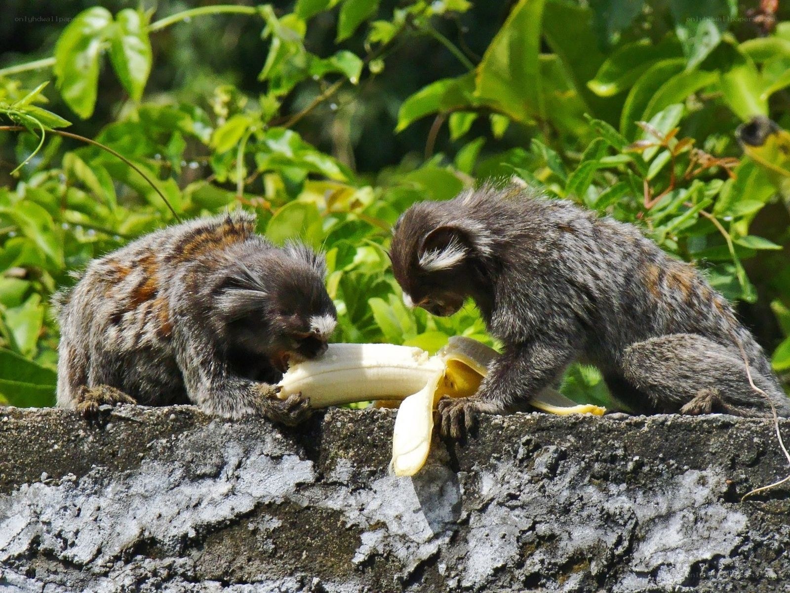 Two marmosets eating a banana