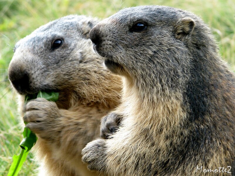 Two Marmots Eating — Brown