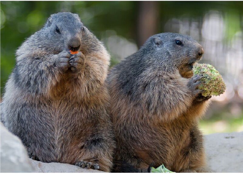 Two Marmots Eating