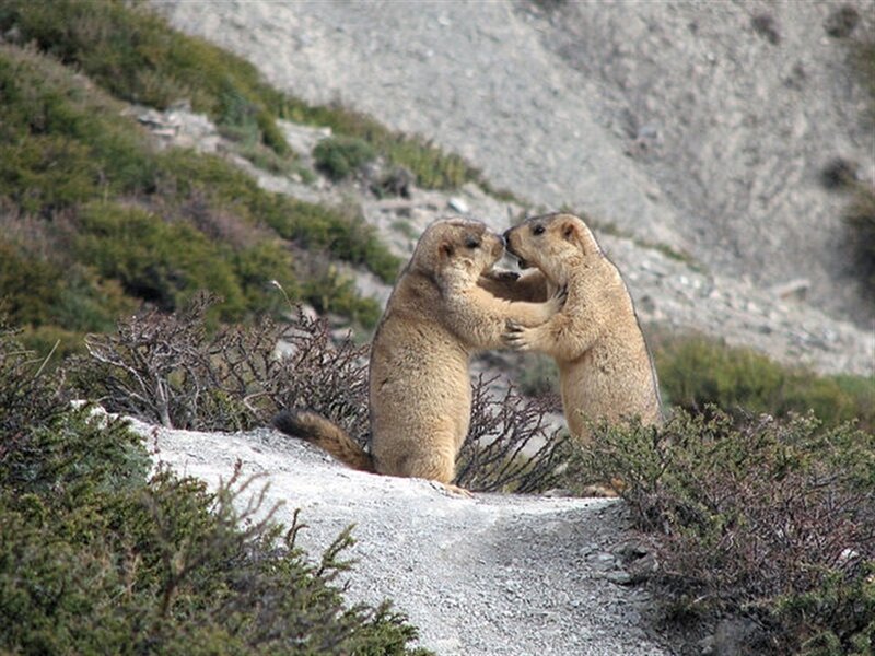 Two Marmots Fighting — Brown