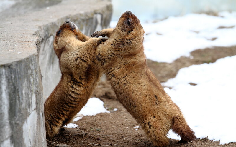 Two marmots fighting