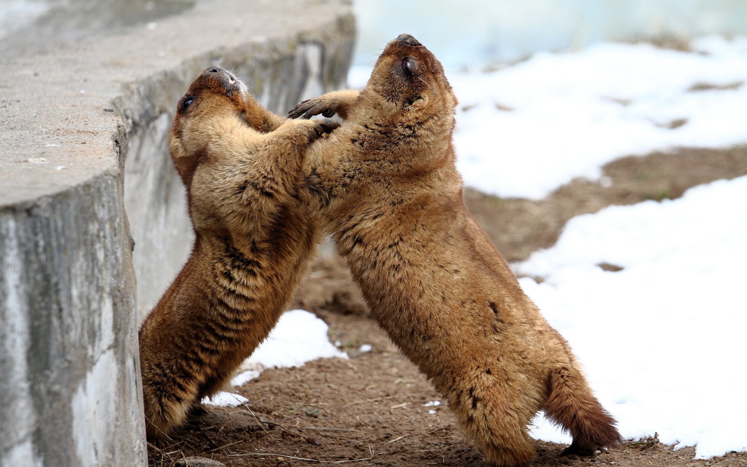 Two marmots fighting