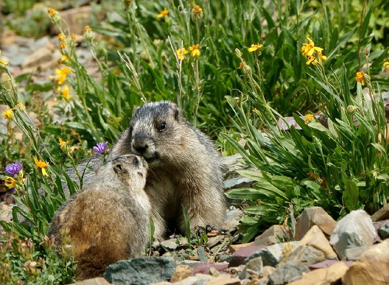 Two Marmots in Flowers
