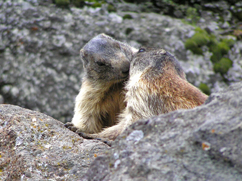 two marmots nuzzling on rocks