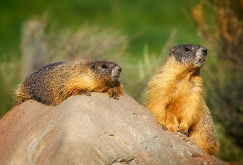 Two marmots on a rock