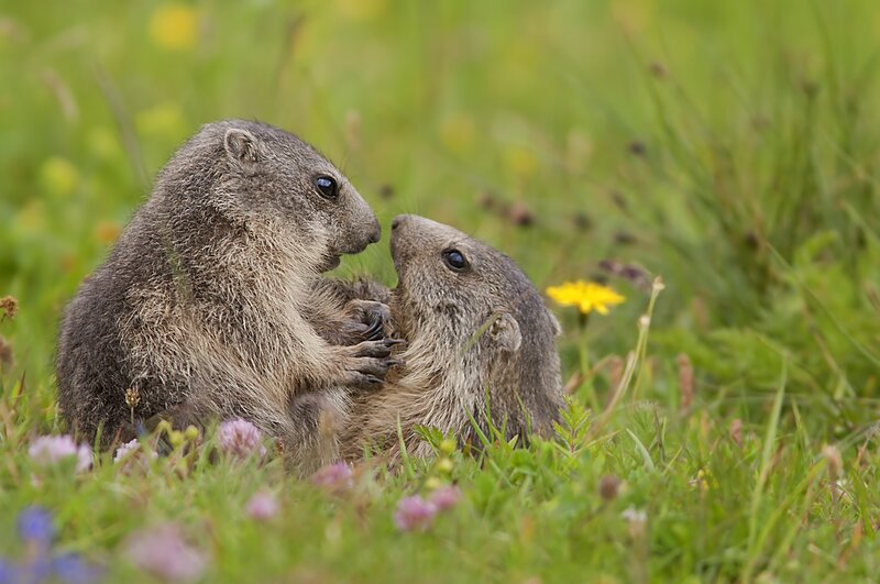 Two marmots playing in grass