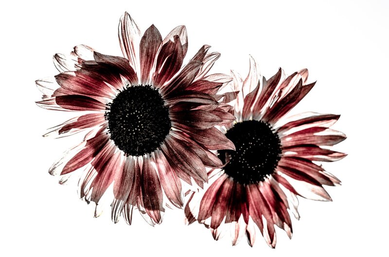 Two Maroon Sunflowers