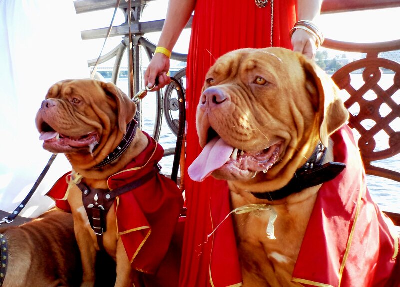 Two Mastiff Dogs — Red