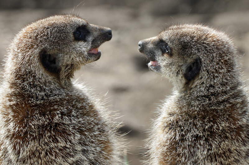 Two Meerkats Facing Each Other