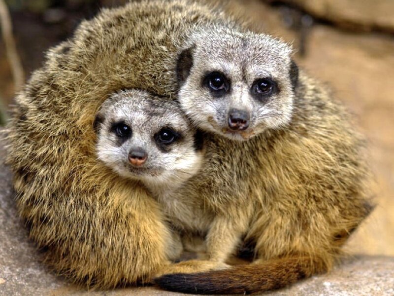 Two Meerkats Huddled
