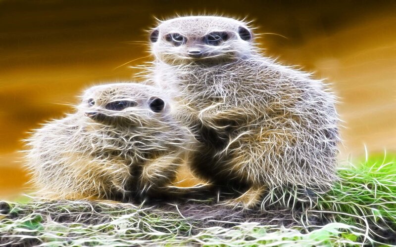 Two meerkats hugging