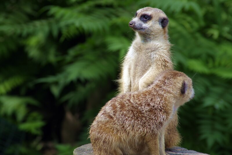 Two meerkats on a log