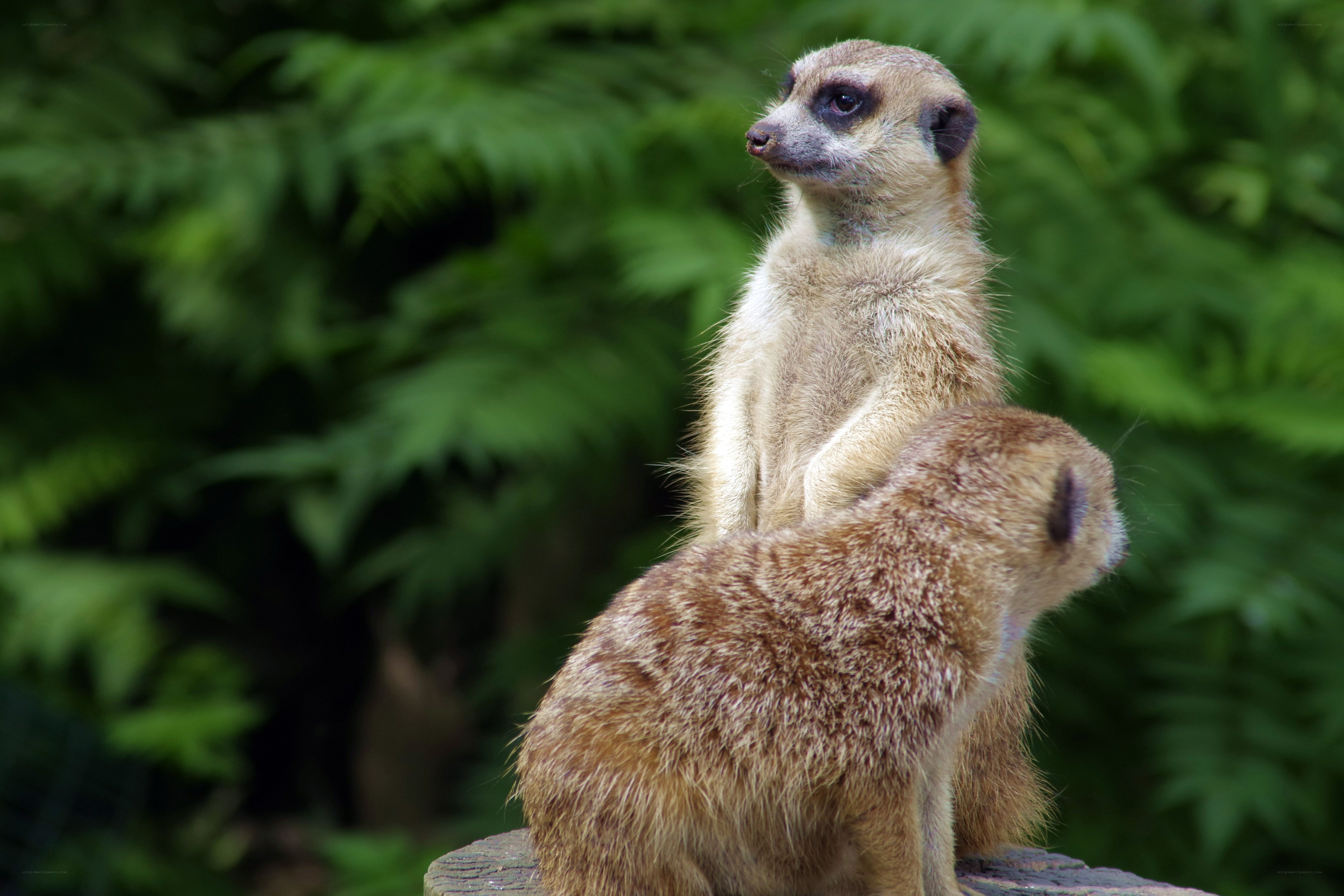 Two meerkats on a log