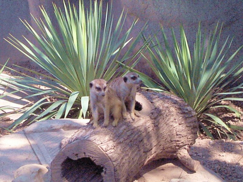Two Meerkats on Log