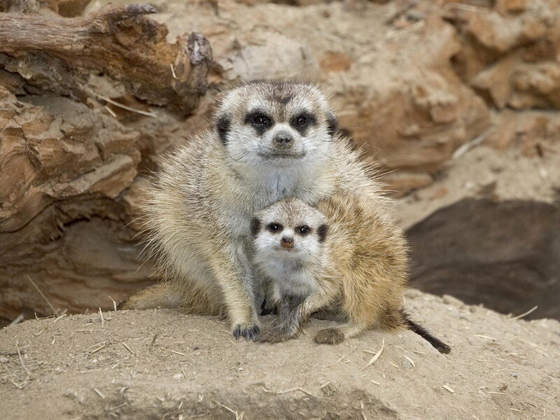 Two Meerkats Sitting — Brown