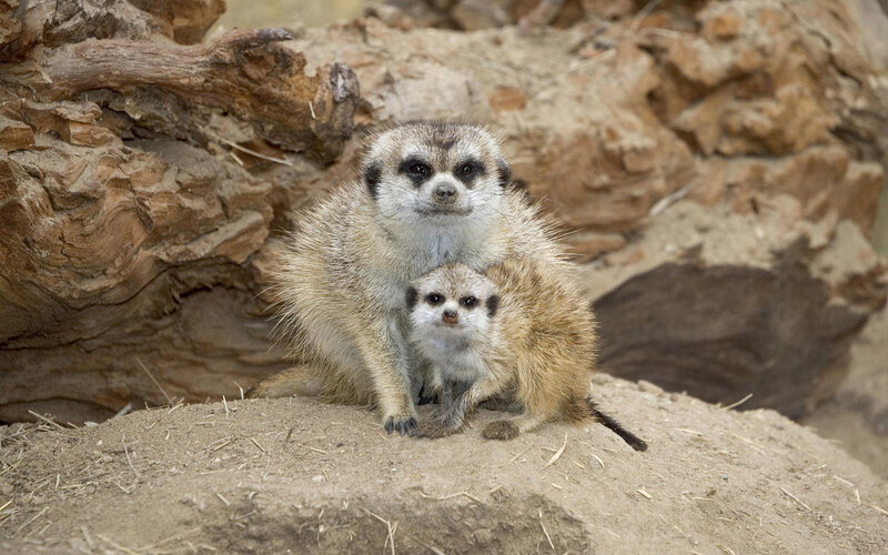 Two Meerkats Sitting