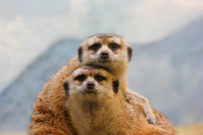 Two Meerkats Stacked