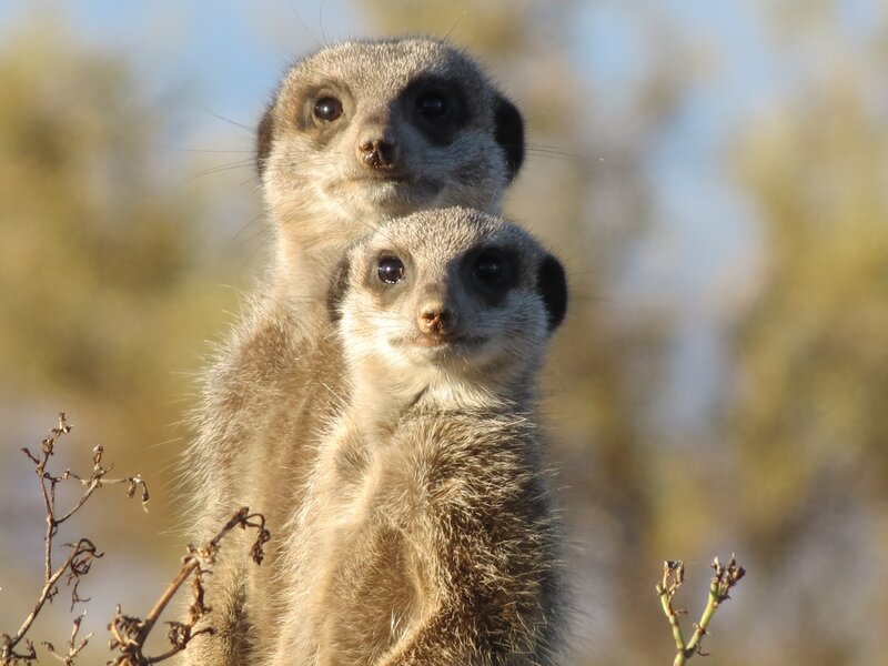Two Meerkats Standing — Brown, Alert, Afternoon, Photograph