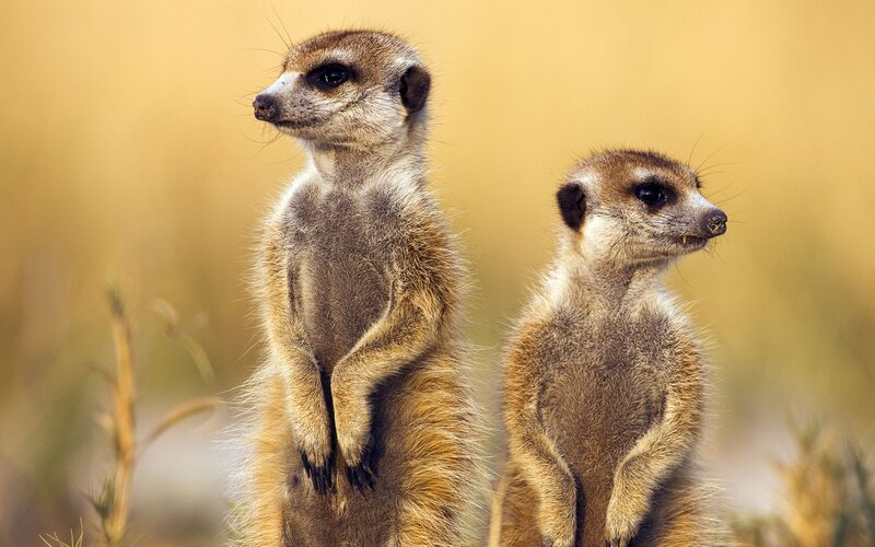 Two Meerkats Standing — Brown, Alert, Afternoon