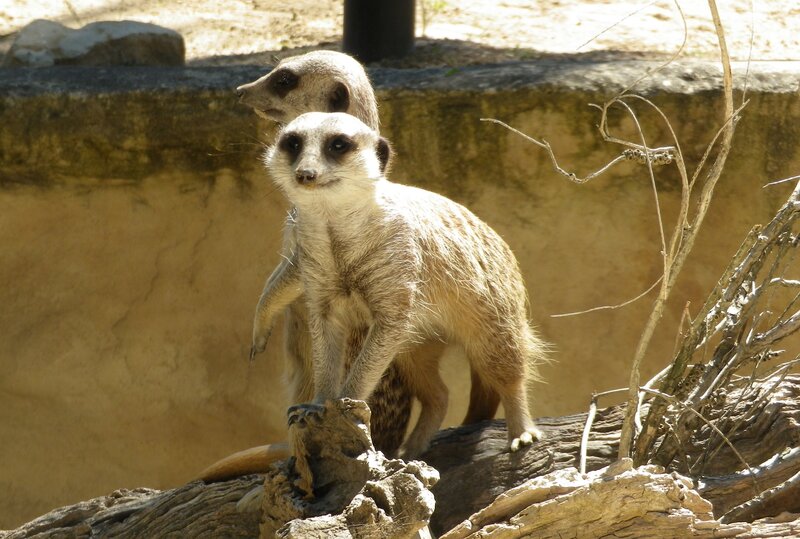 Two Meerkats Standing — Brown, Alert