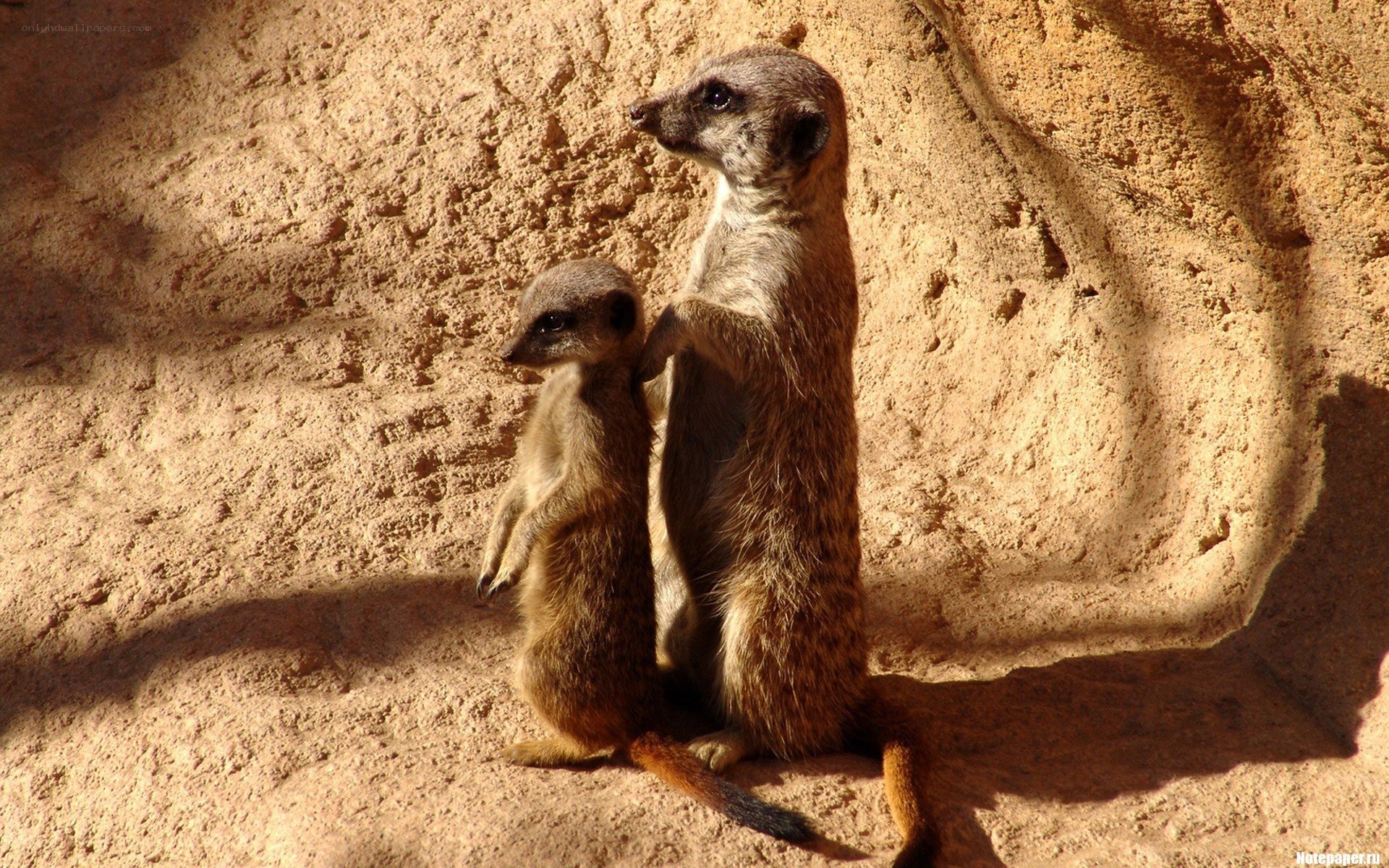 Two meerkats standing together