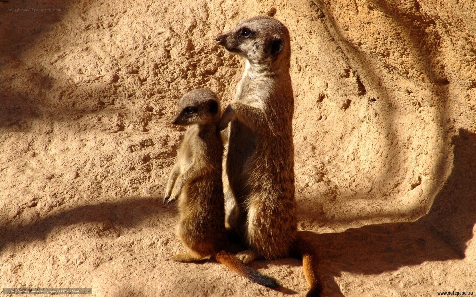 Two meerkats standing together