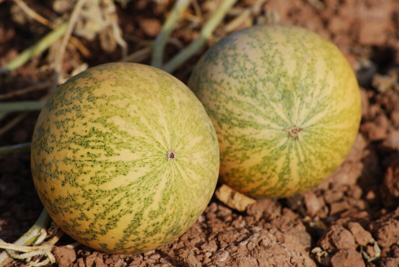 Two melons on soil