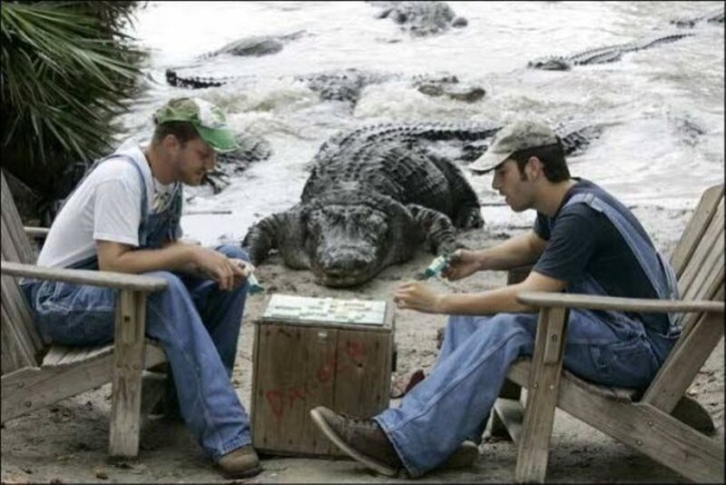 Two Men Playing Game with Alligator