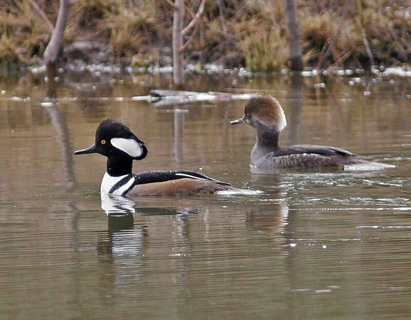 Two Merganser Ducks