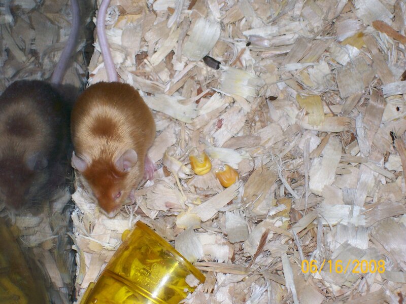 Two mice in a cage