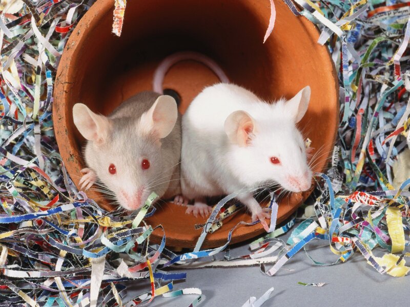 Two mice in a pot