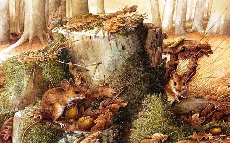 Two Mice in Forest